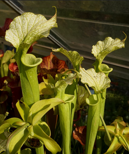 SXM36 Sarracenia x moorei -- vert / jaune à peine veiné