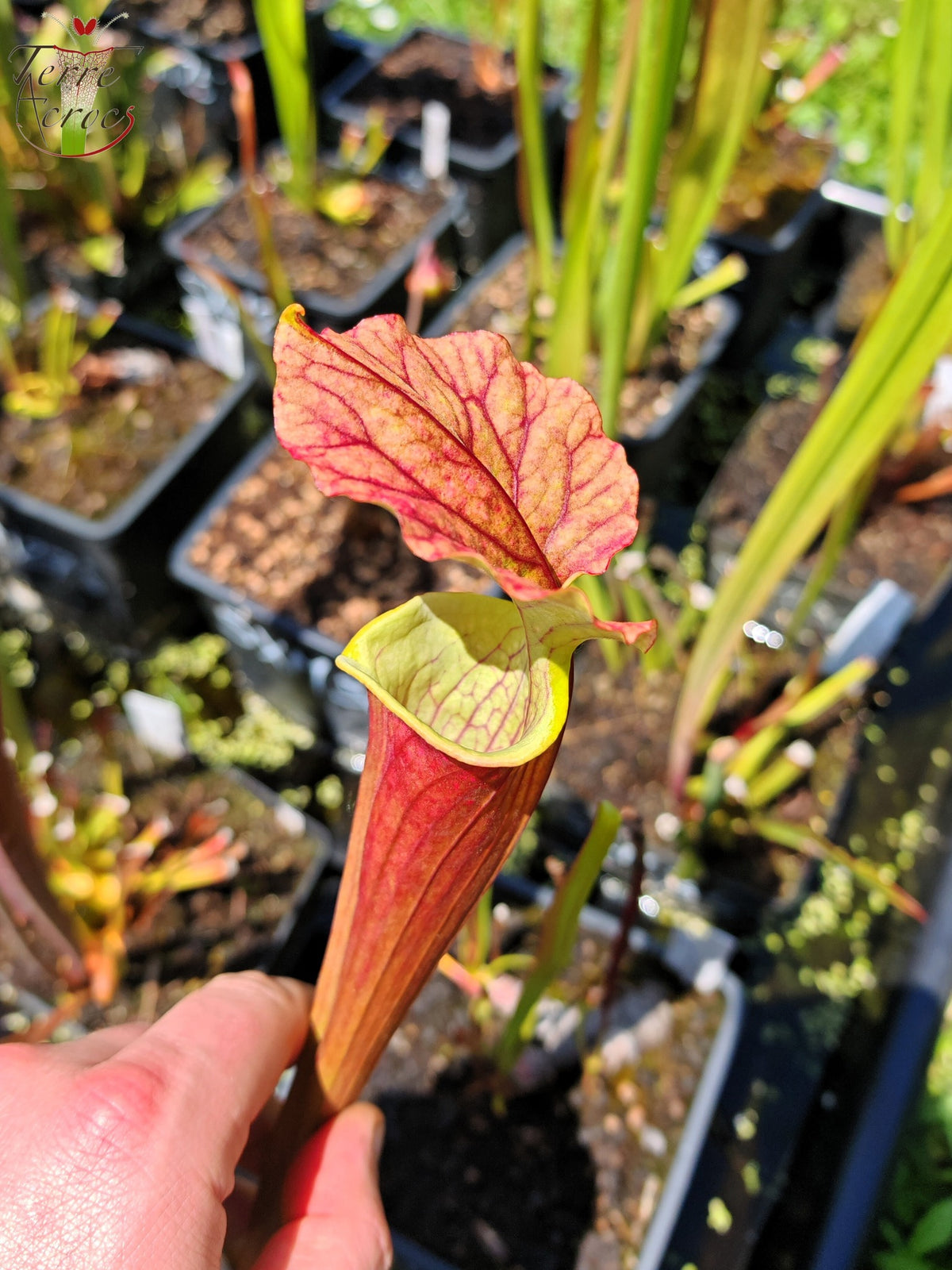 SXM37 Sarracenia x moorei -- “Red Anilina”