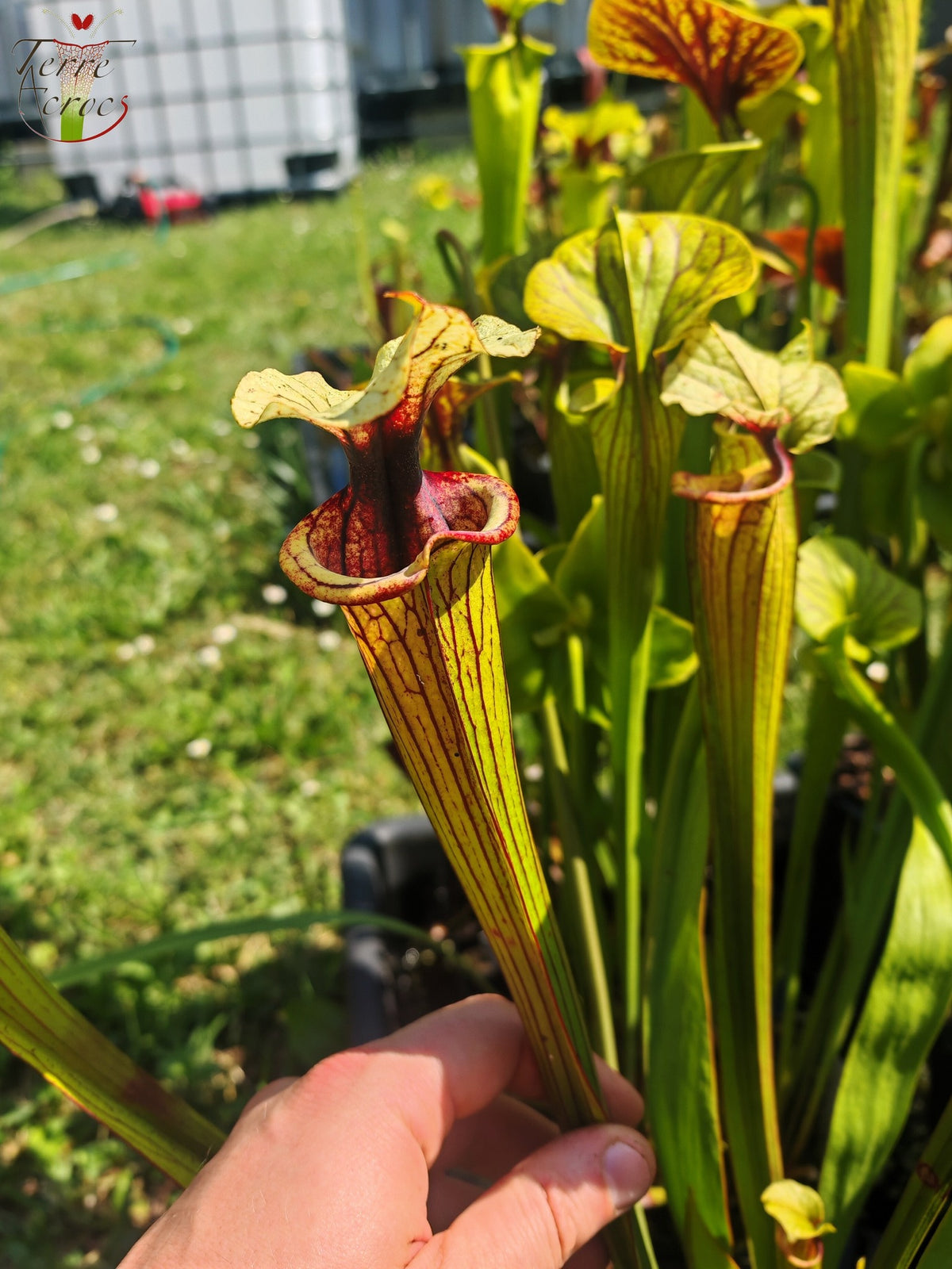 SXM38 Sarracenia x moorei -- ('Saurus' x 'Saurus')