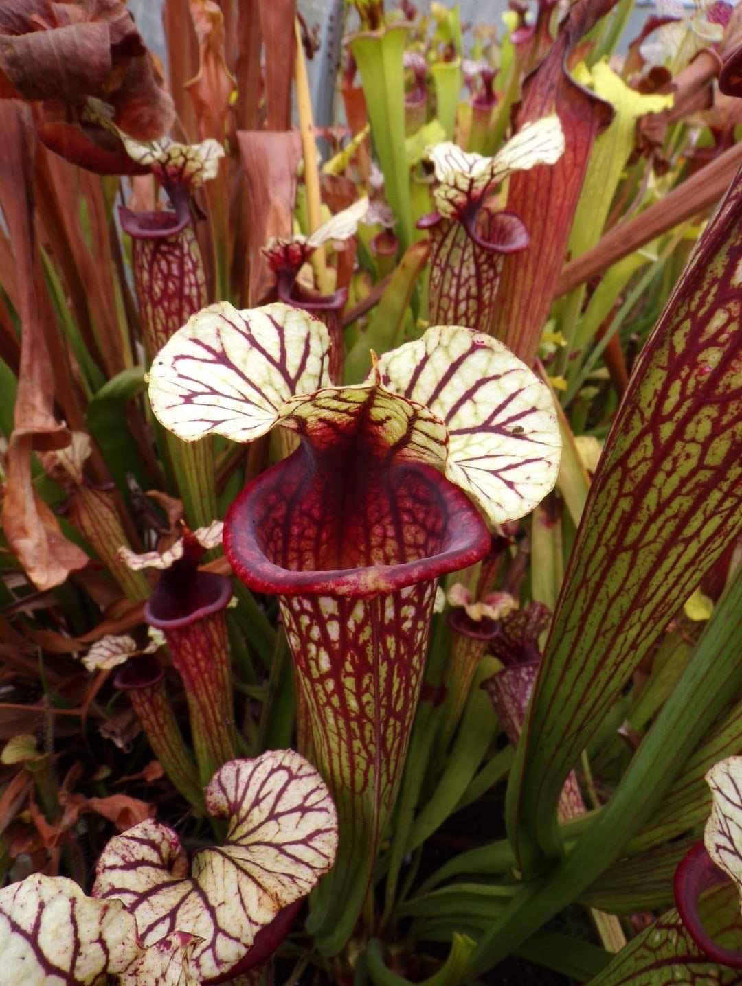 SXM38 Sarracenia x moorei -- ('Saurus' x 'Saurus')