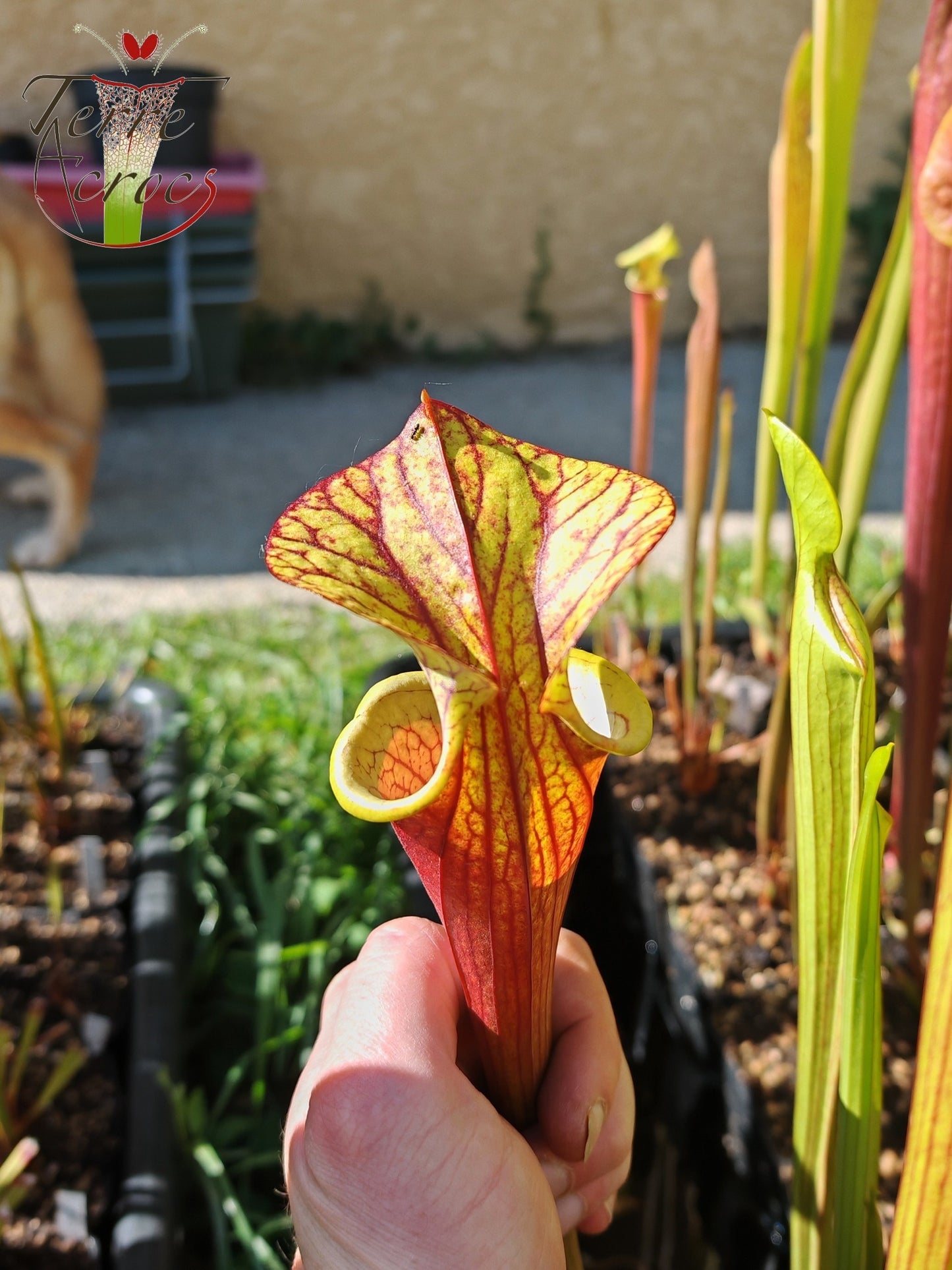 SXP04b Sarracenia x (S. x moorei -- "Luben's Red" x S. flava var. ornata)(clone b)