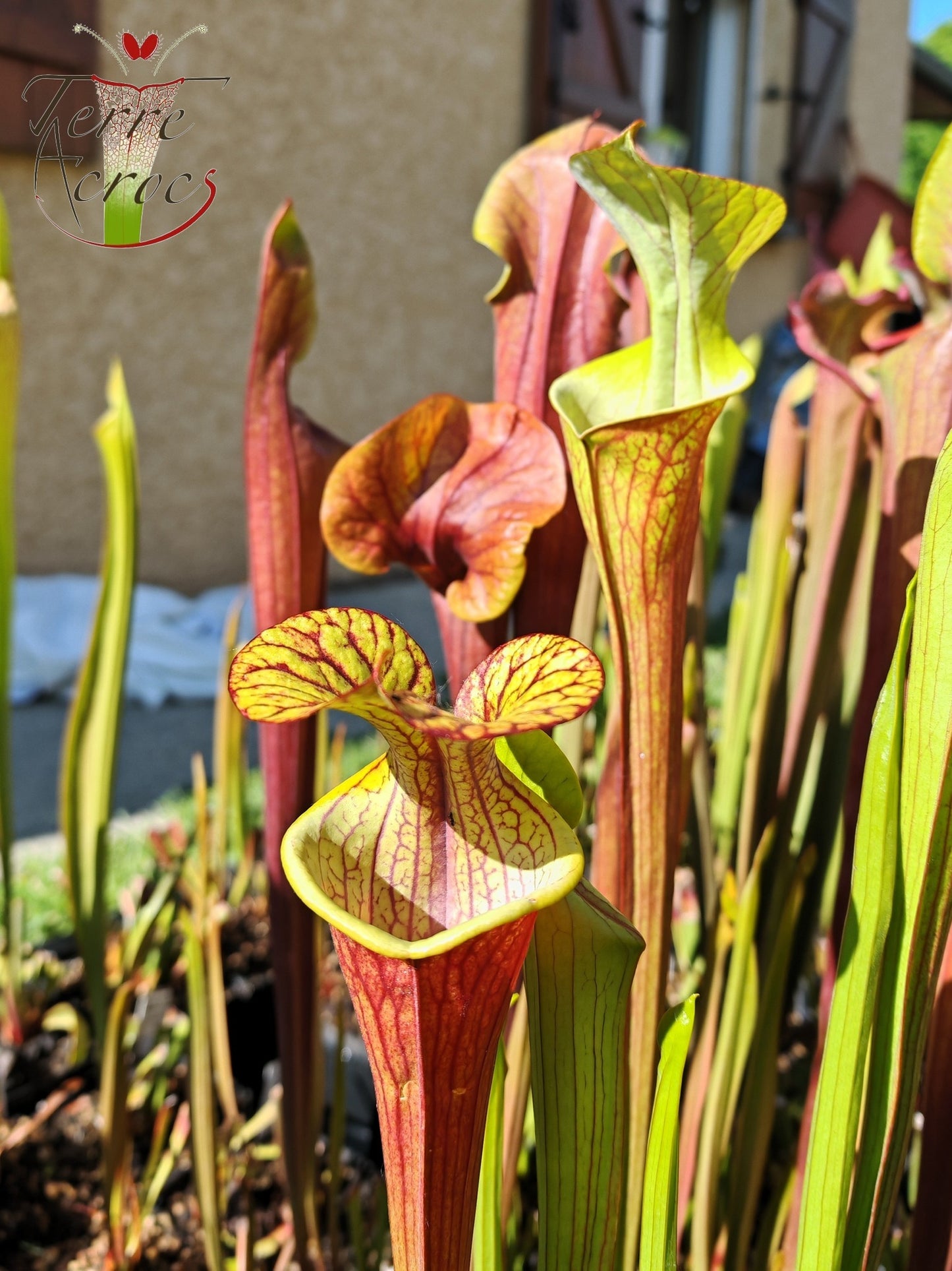 SXP04b Sarracenia x (S. x moorei -- "Luben's Red" x S. flava var. ornata)(clone b)