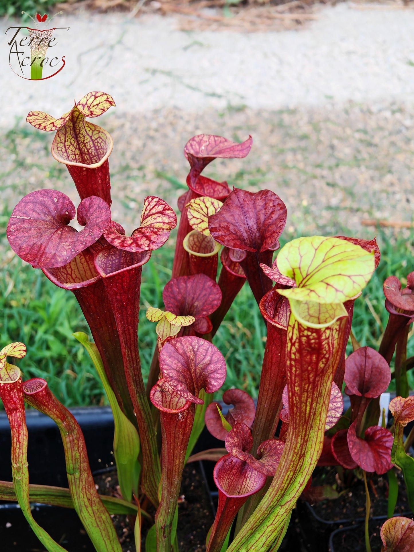 SXP04b Sarracenia x (S. x moorei -- "Luben's Red" x S. flava var. ornata)(clone b)