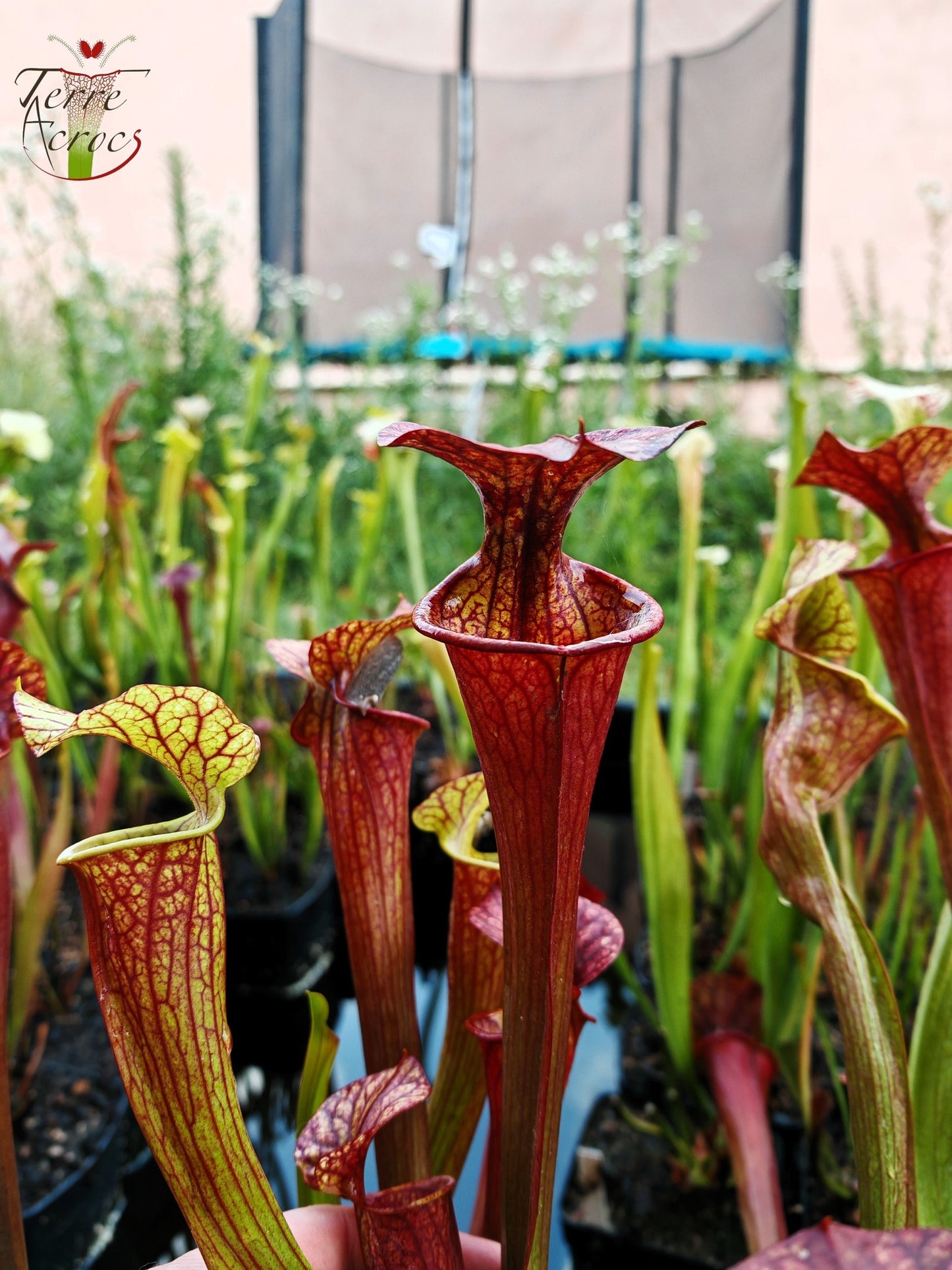 SXP04b Sarracenia x (S. x moorei -- "Luben's Red" x S. flava var. ornata)(clone b)