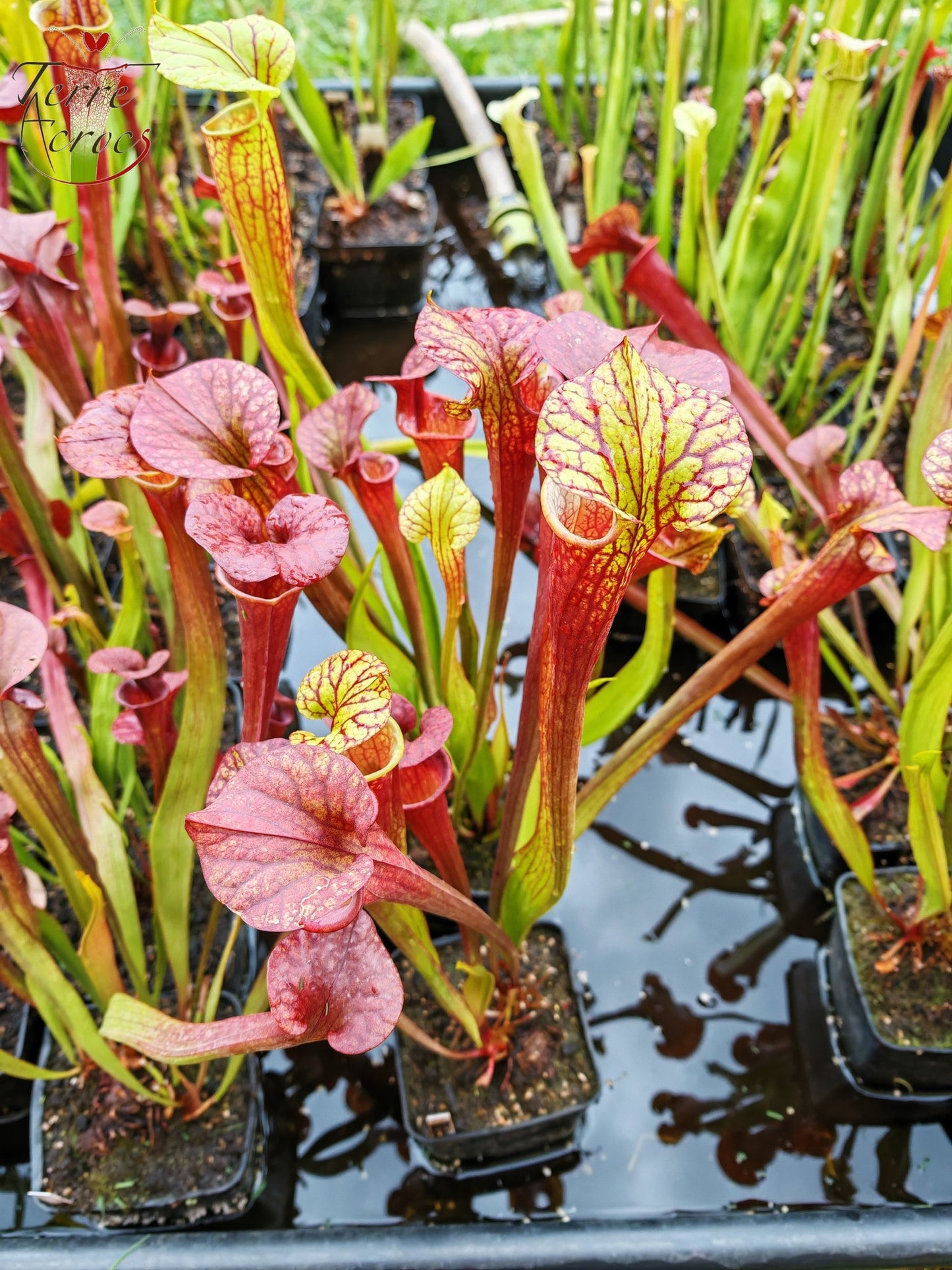 SXP04b Sarracenia x (S. x moorei -- "Luben's Red" x S. flava var. ornata)(clone b)