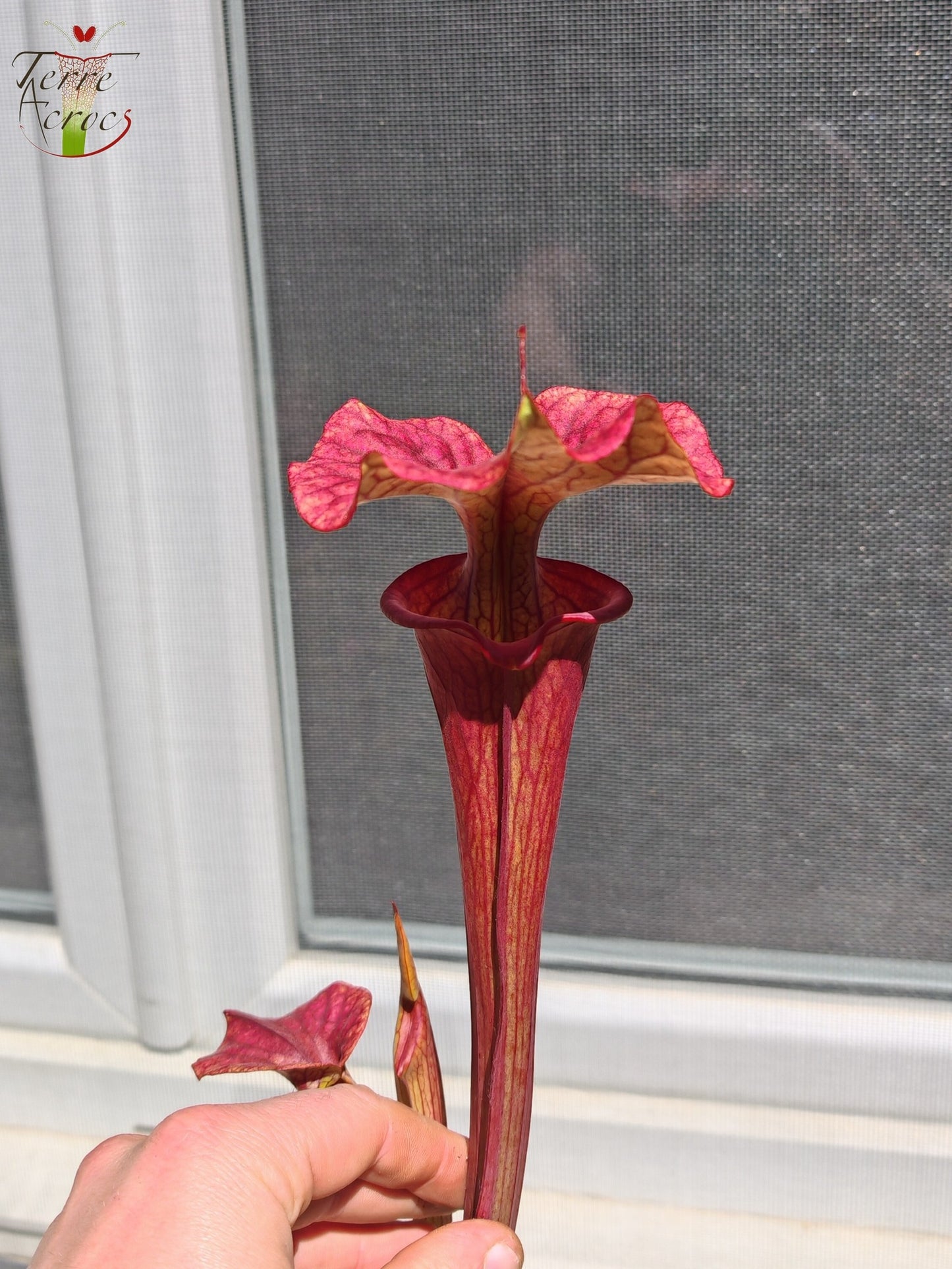 SXP14 Sarracenia x ("Plum" x S. flava var. atropurpurea)