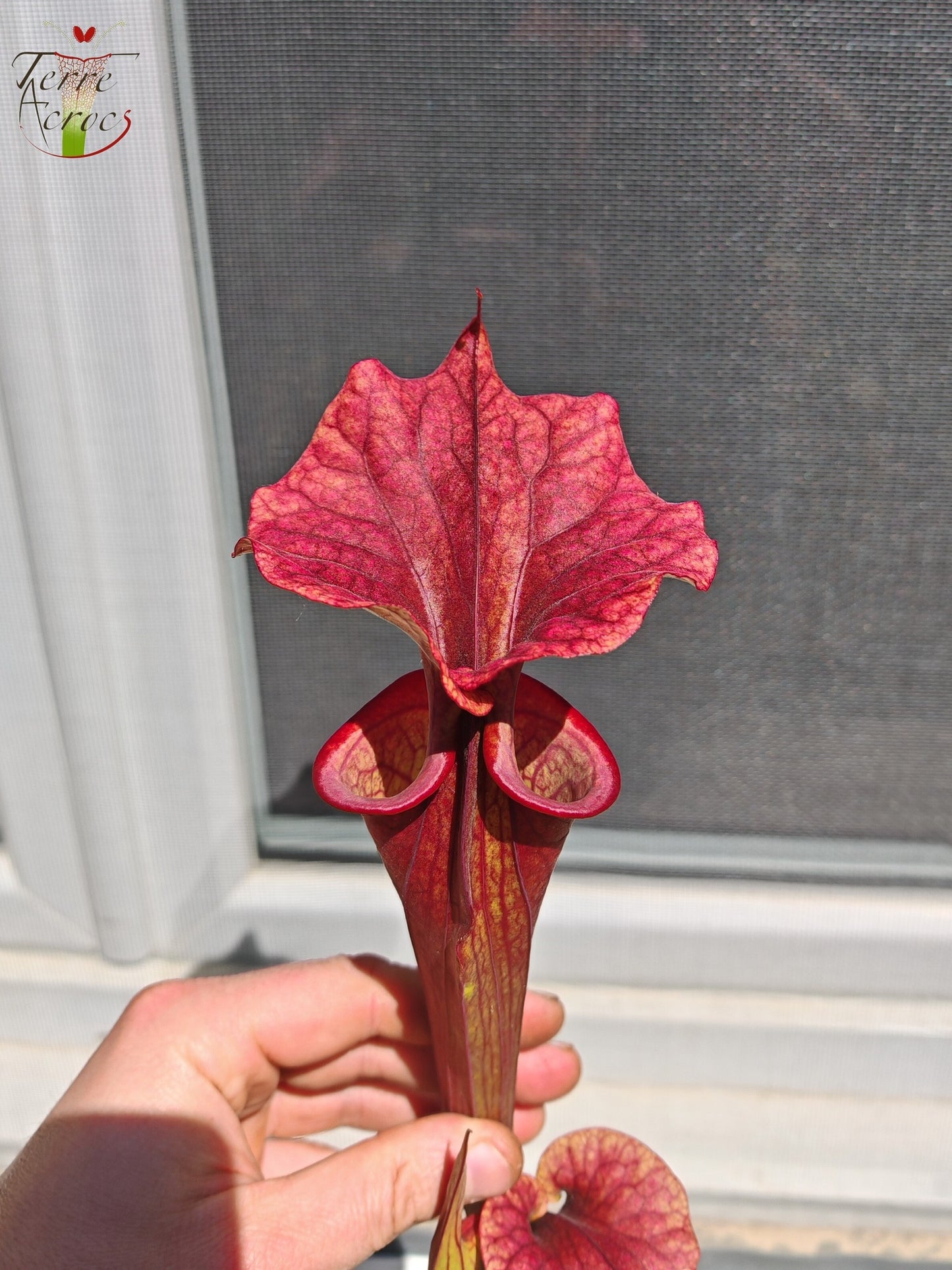SXP14 Sarracenia x ("Plum" x S. flava var. atropurpurea)