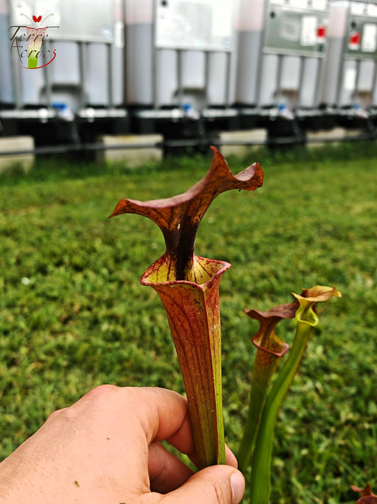 SXP24 Sarracenia hybride (moorei mix seed, with cuprea characters)