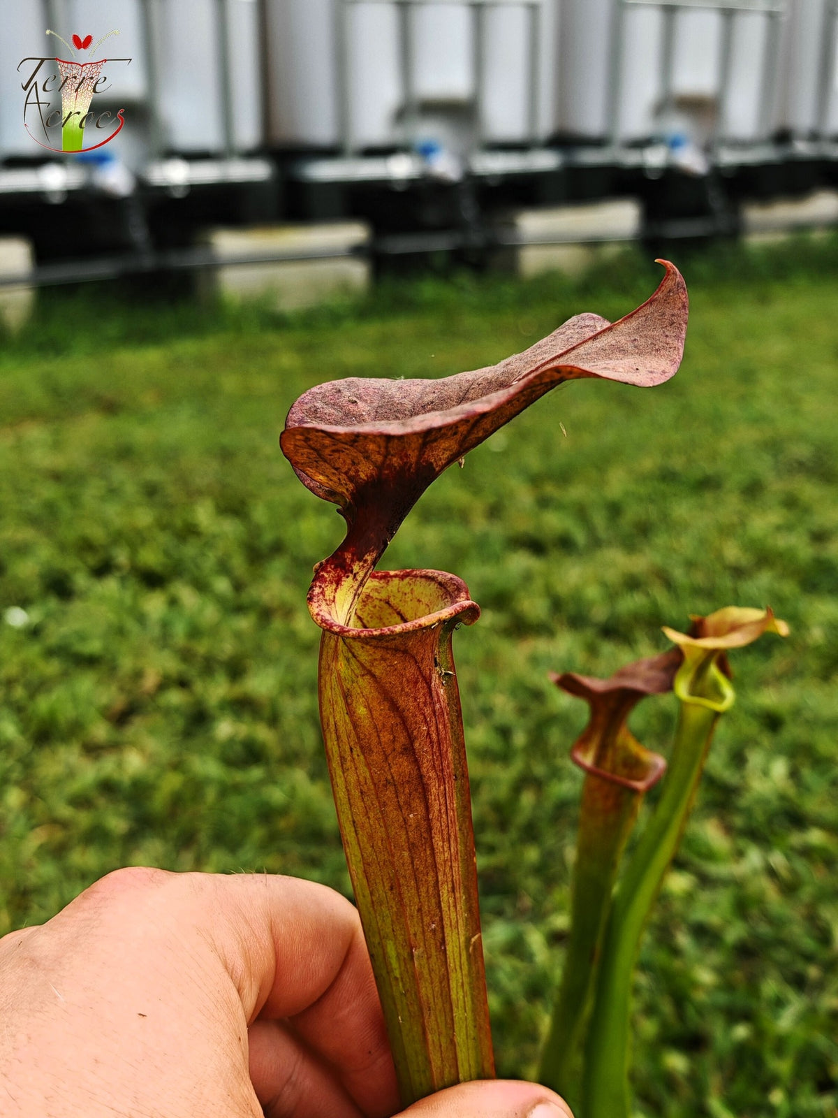SXP24 Sarracenia híbrida (semillas mezcla moorei, con caracteres cuprea)