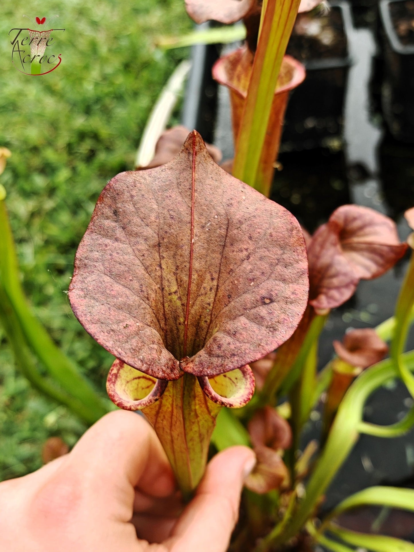 SXP24 Sarracenia hybride (moorei mix seed, with cuprea characters)