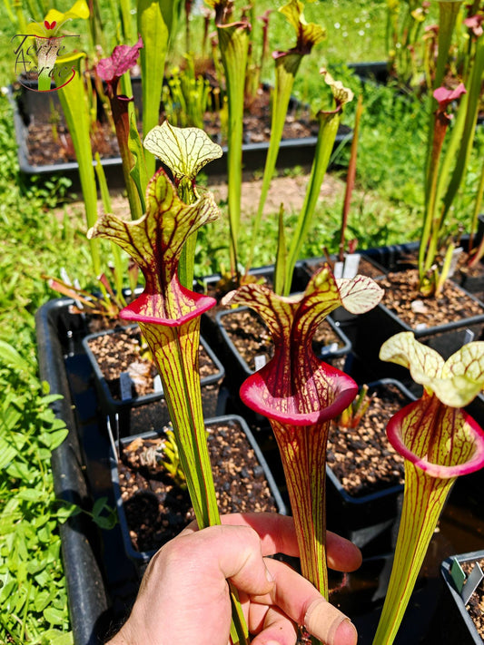 SXM25a Sarracenia x moorei -- ‘Inspiration’ (HA19A, MSrba)