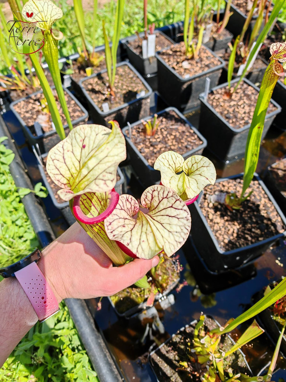 SXM25a Sarracenia x moorei -- ‘Inspiration’ (HA19A, MSrba)