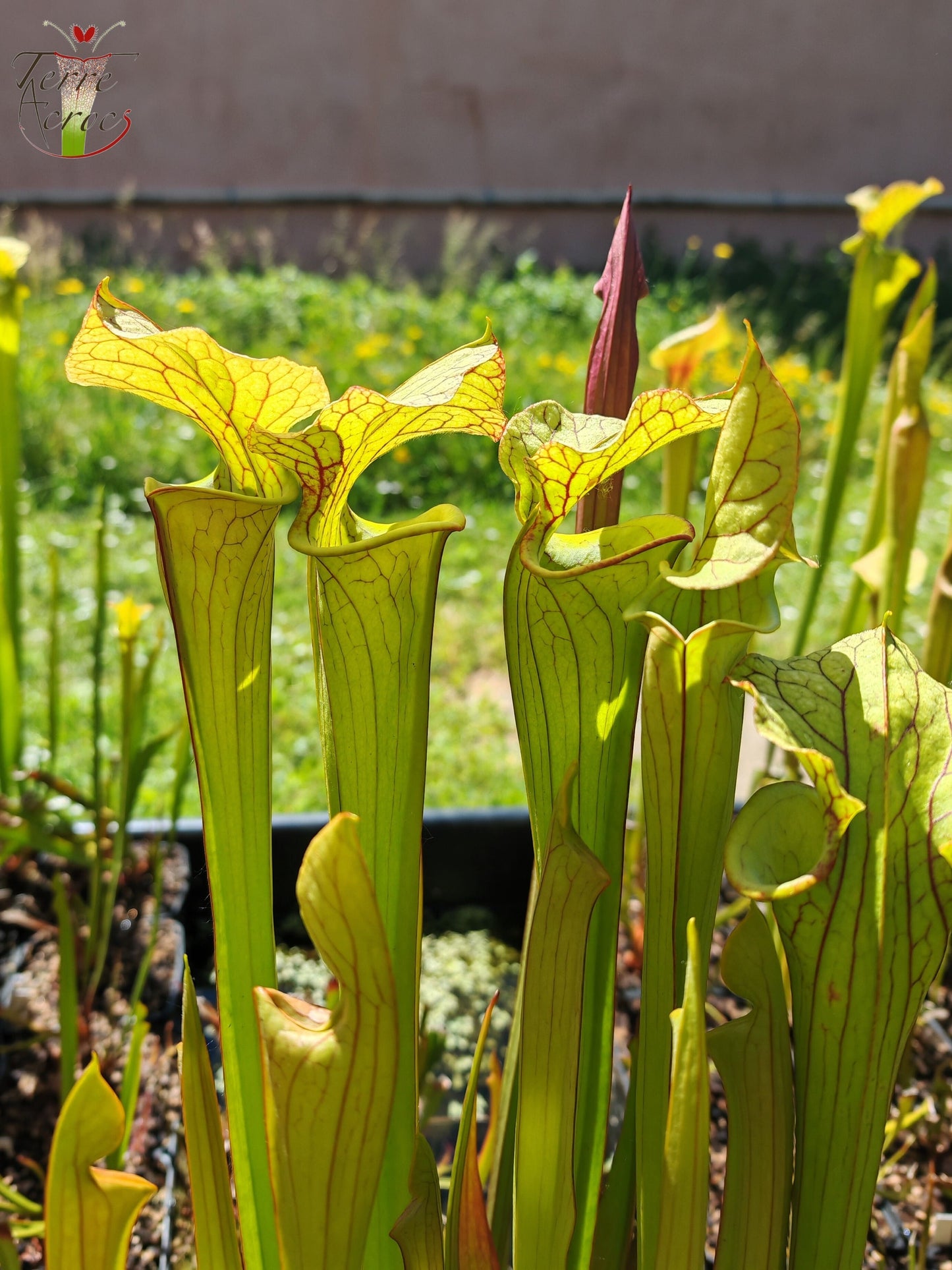U02 Sarracenia hybride unique