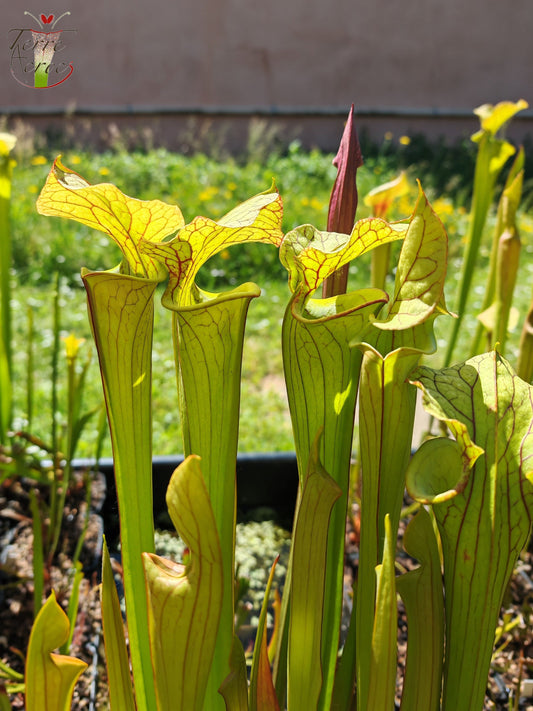 U02 Sarracenia hybride unique