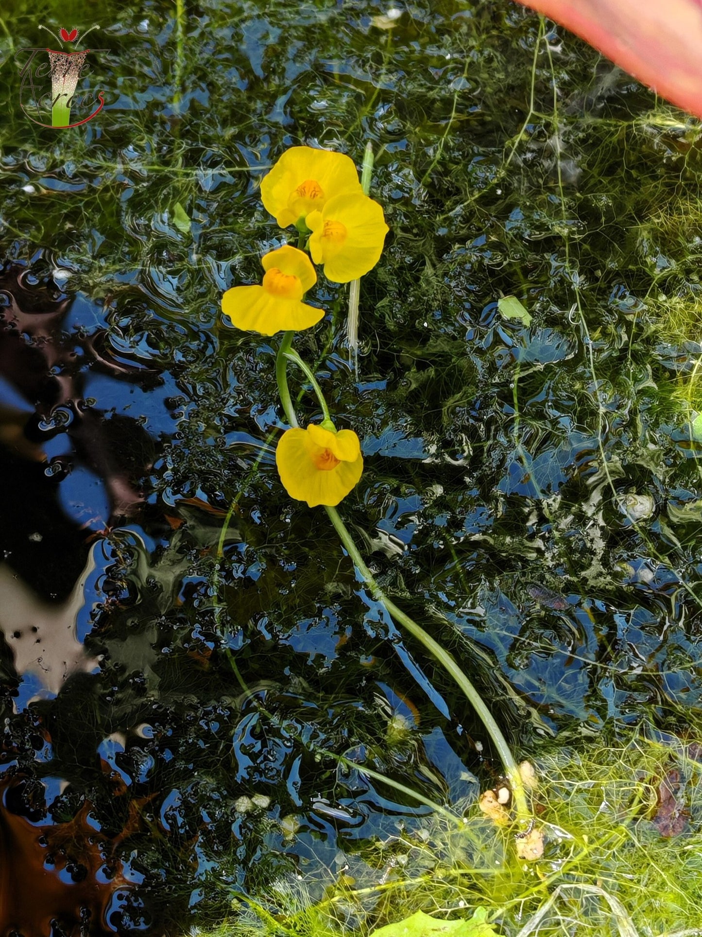 UT06 Utricularia vulgaris