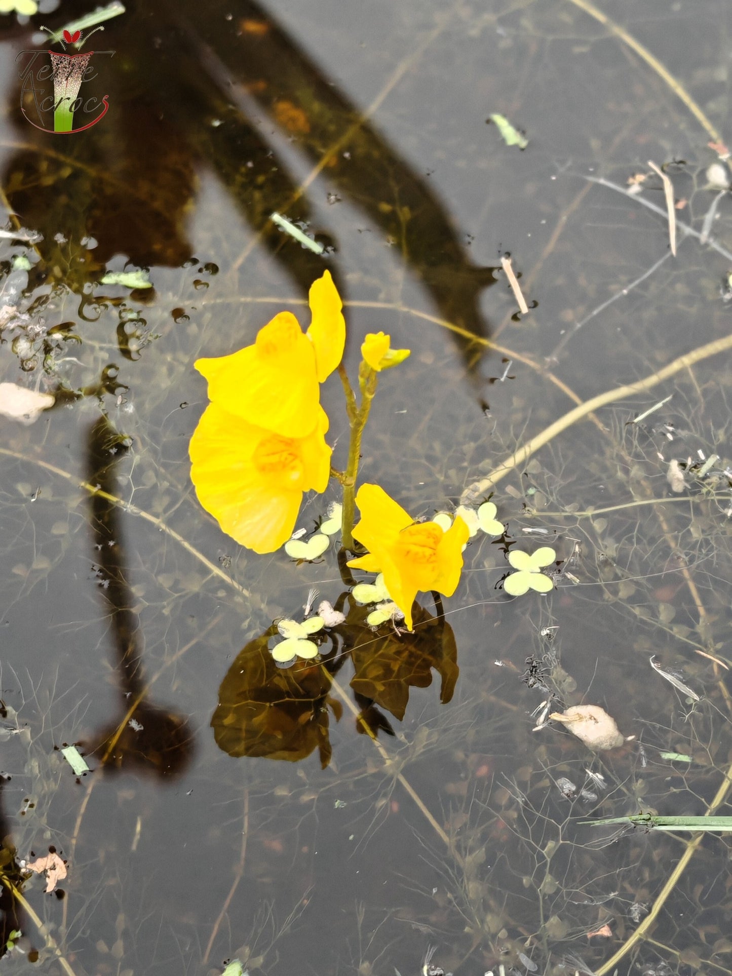 UT06 Utricularia vulgaris