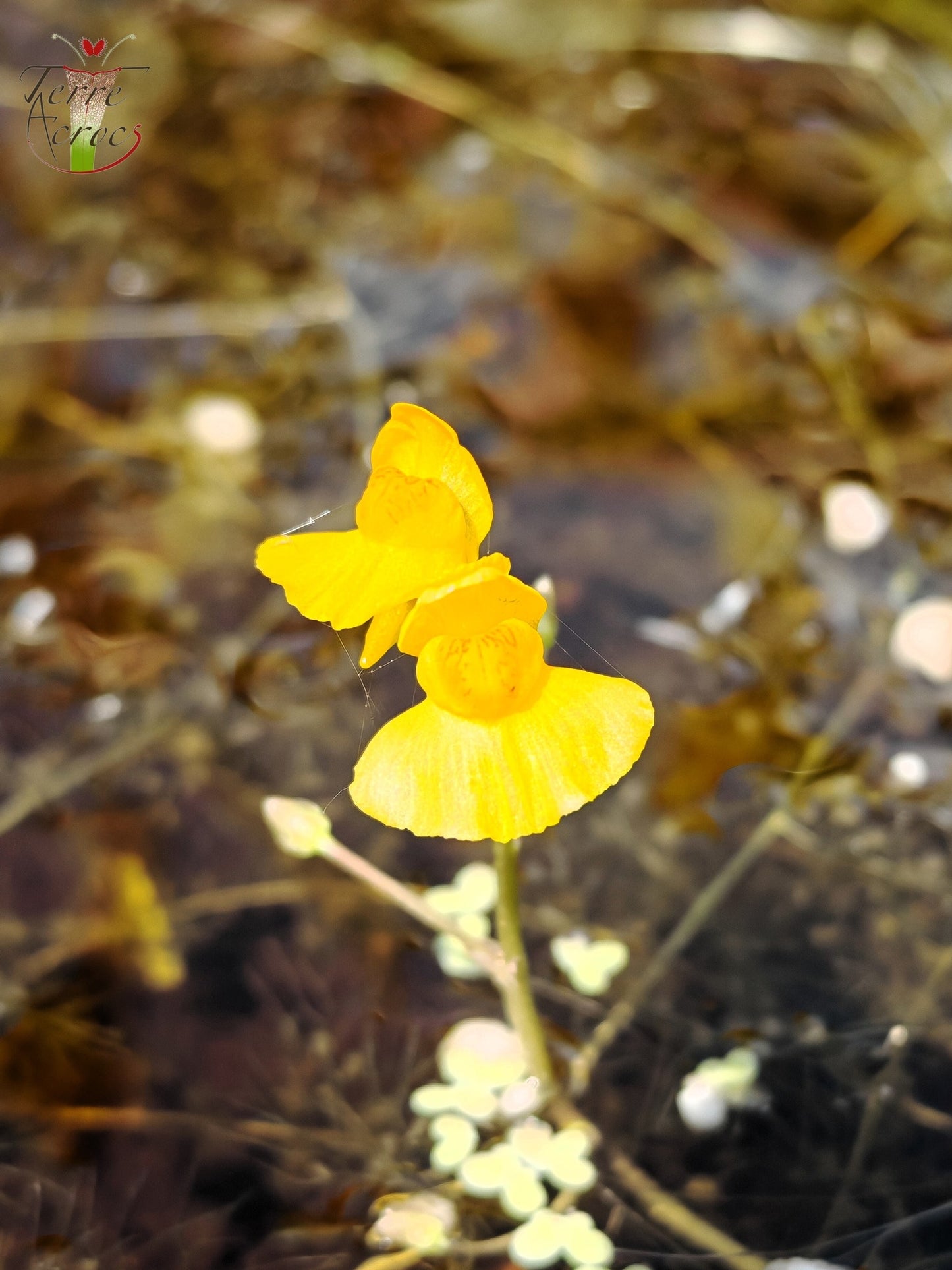 UT06 Utricularia vulgaris