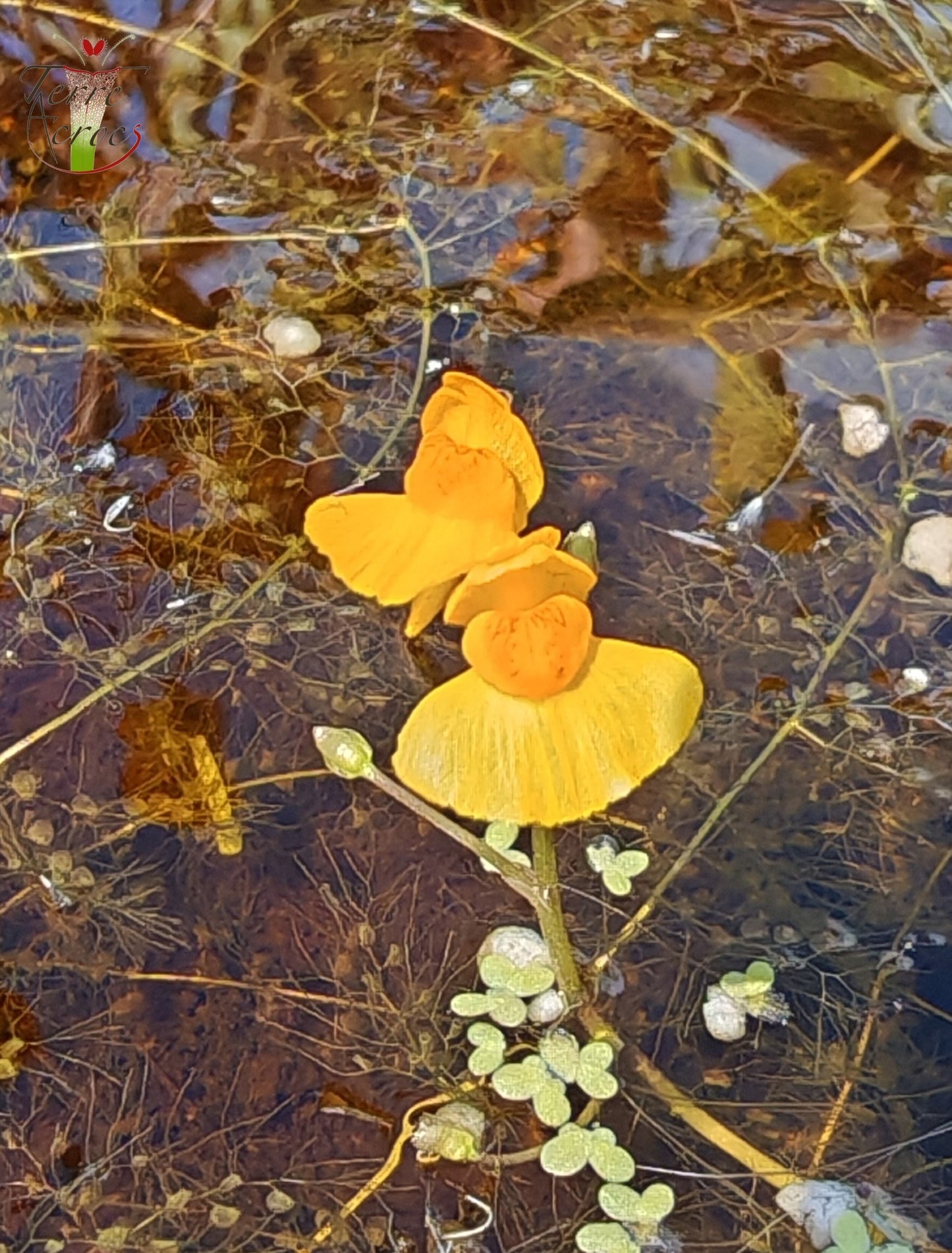 UT06 Utricularia vulgaris