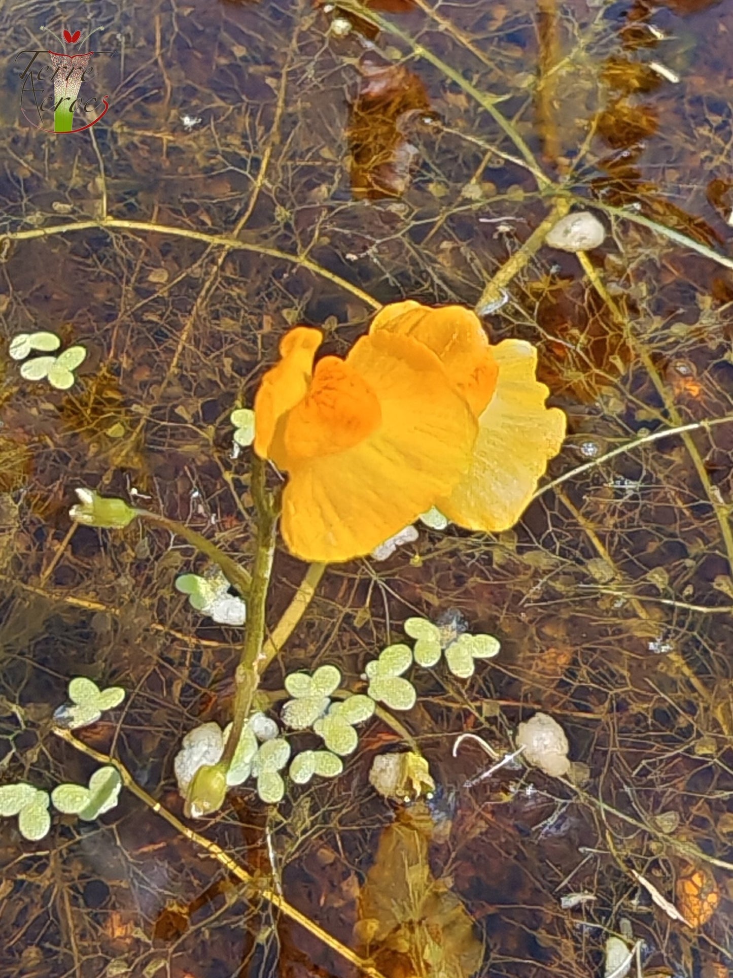 UT06 Utricularia vulgaris