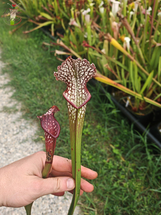 U07 Sarracenia hybride unique