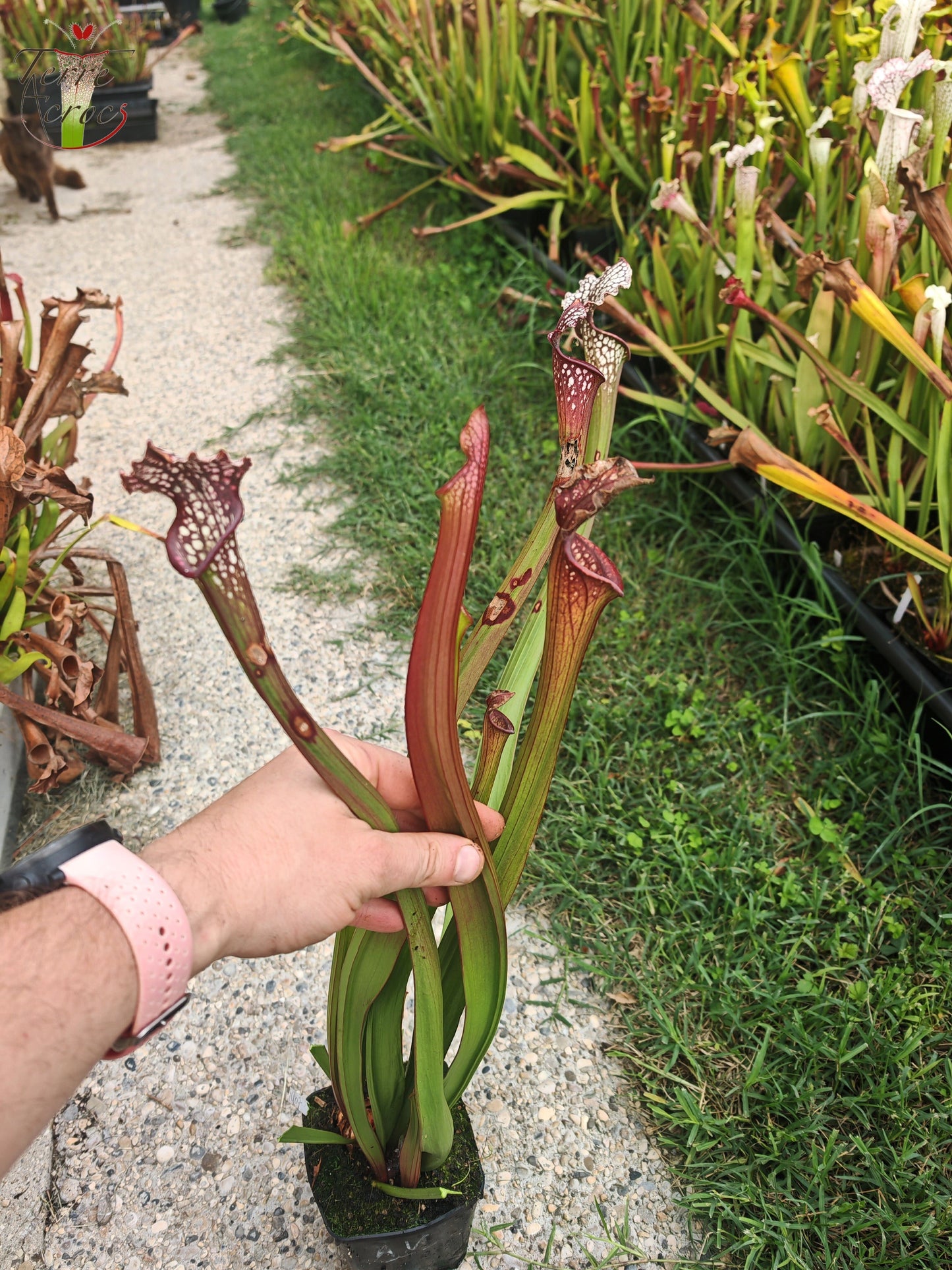 U07 Sarracenia hybride unique