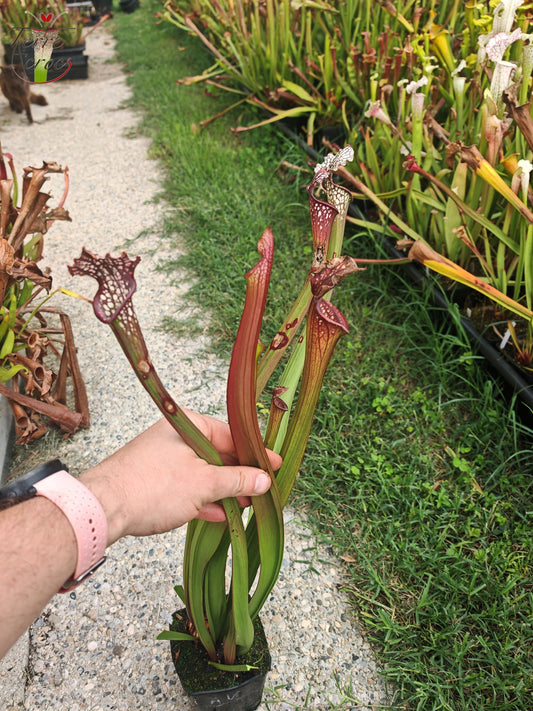 U07 Sarracenia hybride unique