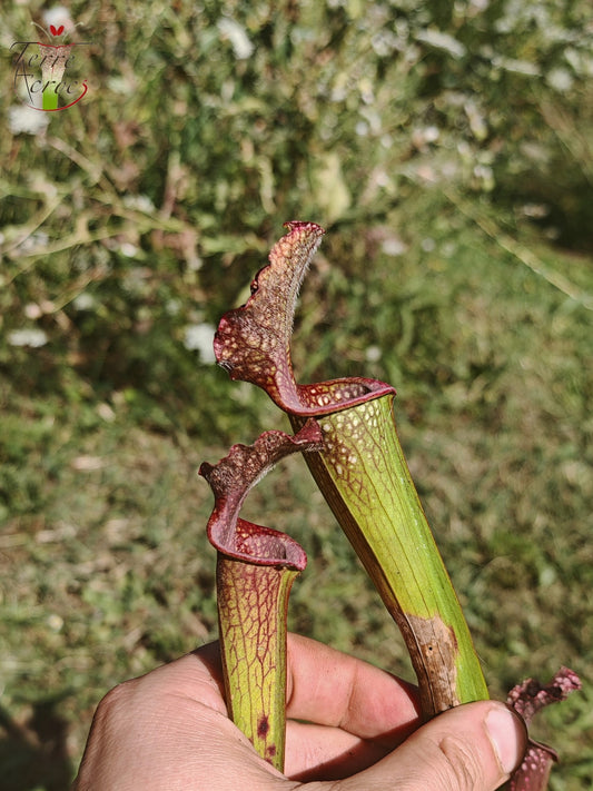 U20 Sarracenia hybride unique