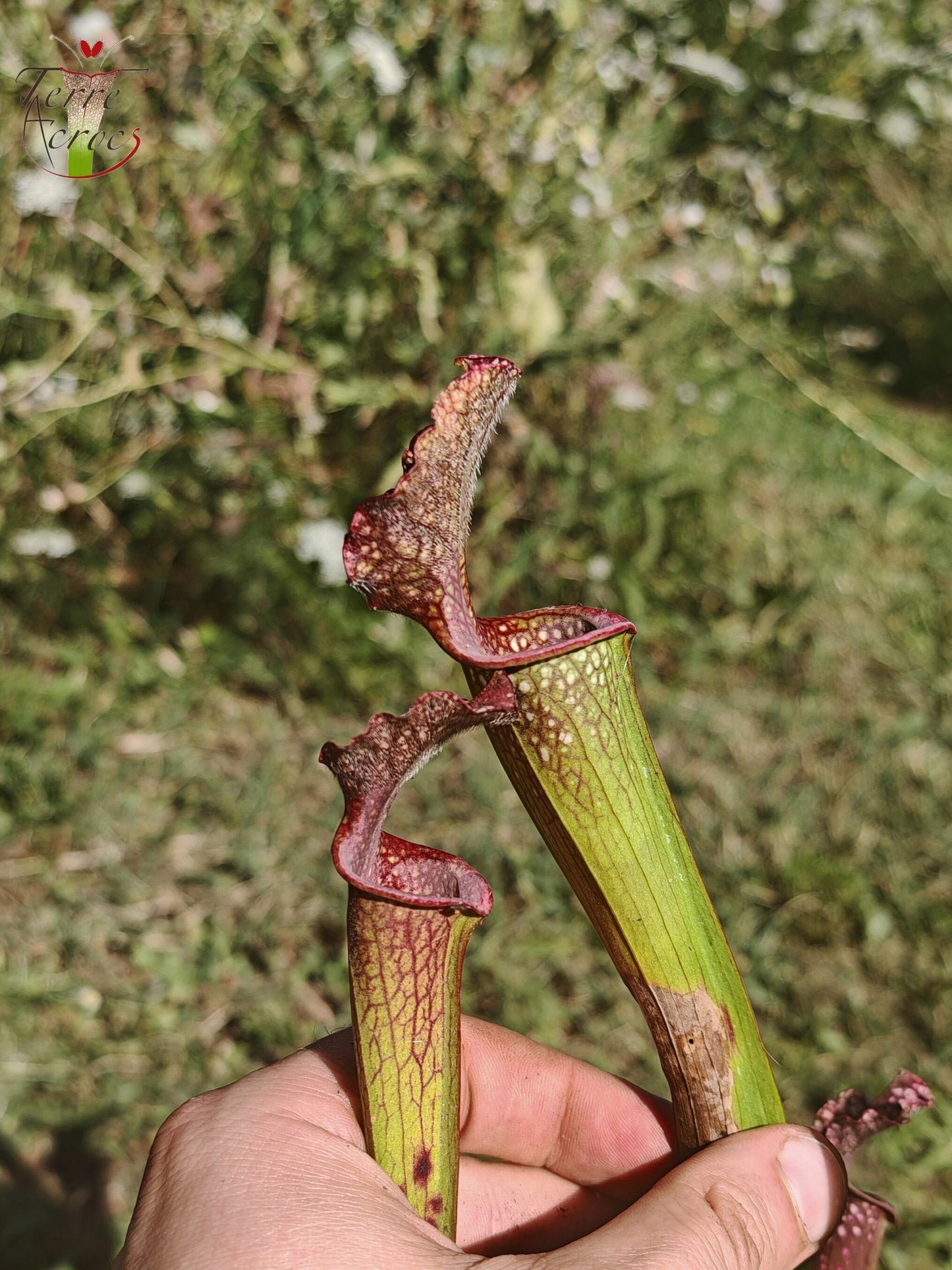 U20 Sarracenia hybride unique