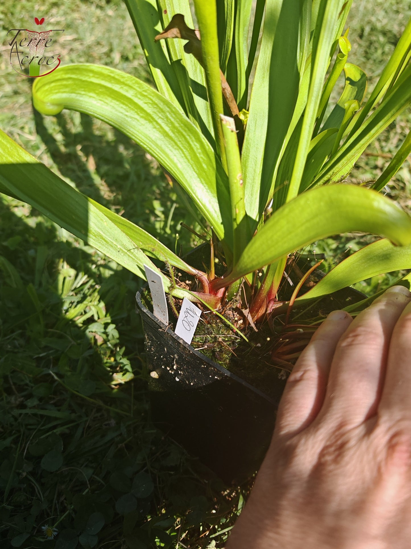 U20 Sarracenia hybride unique