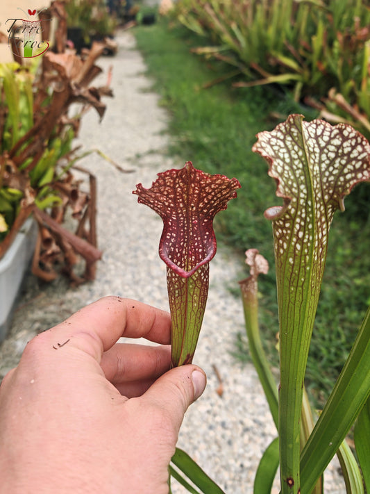 U20 Sarracenia unique hybrid