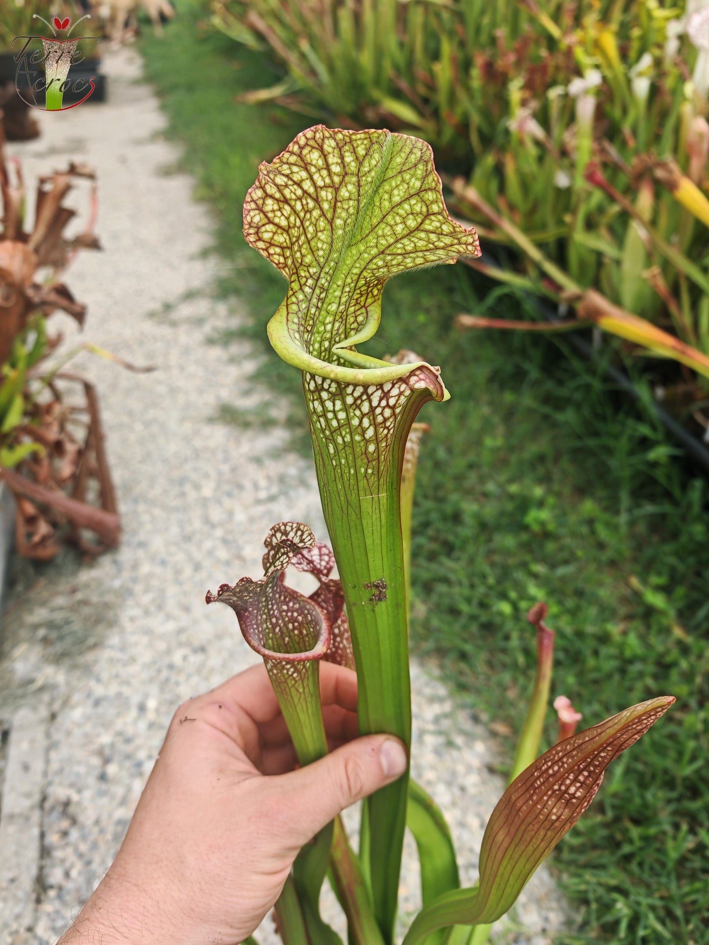 U20 Sarracenia hybride unique
