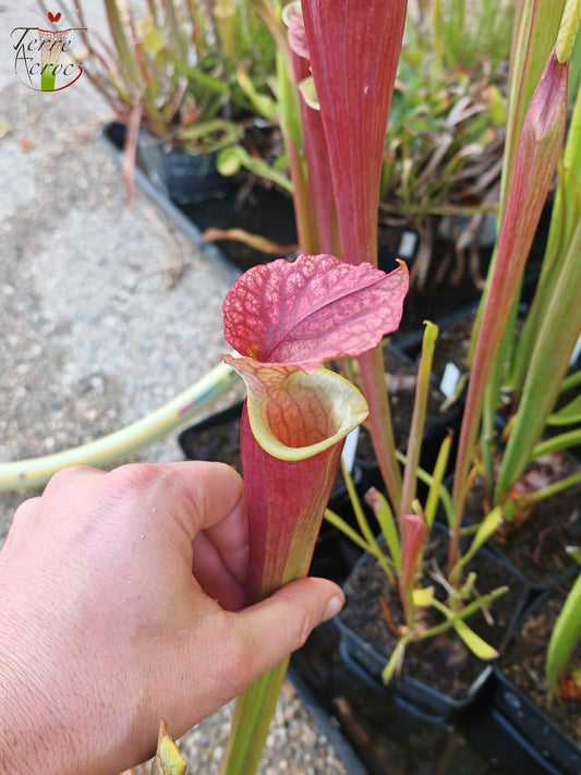 U24 Sarracenia hybride