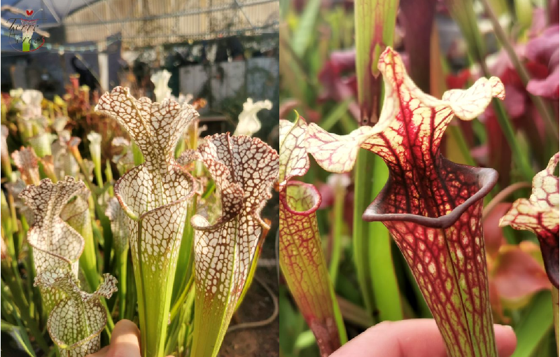 Graines sarracenia 2023 (SL02 x SX37a) (23.87)