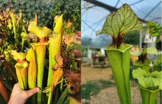 Graines Sarracenia 2023 (SXM18 x SX25a) (23.302)