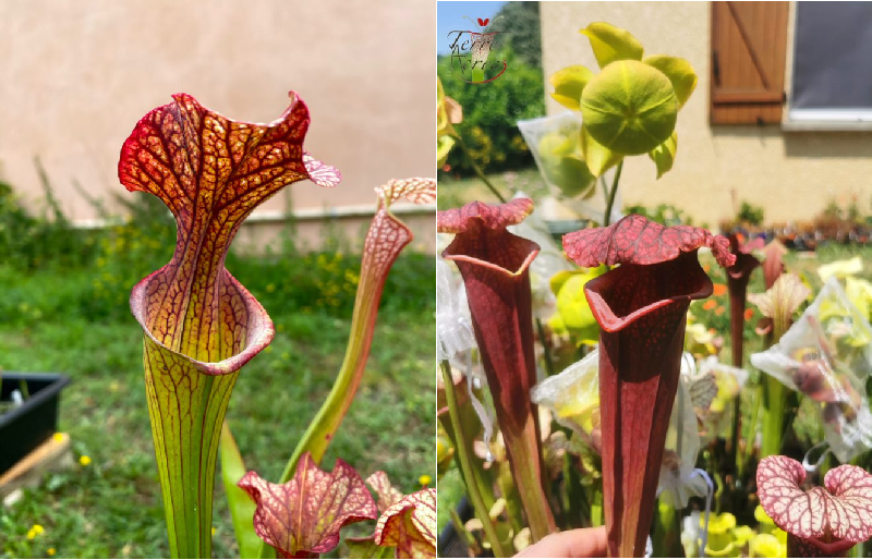 Graines Sarracenia 2023 (SX04 x SXM11) (23.135)