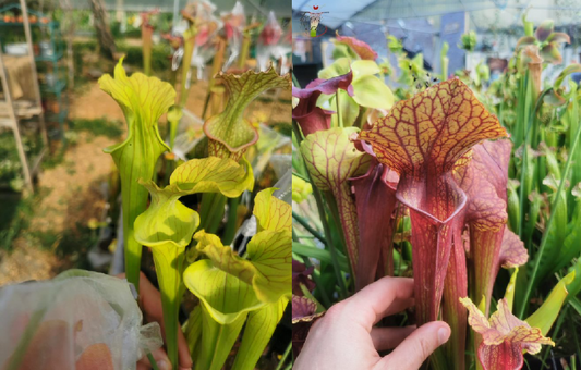 Graines sarracenia 2023 (SX37b x SX22f) (23.165)