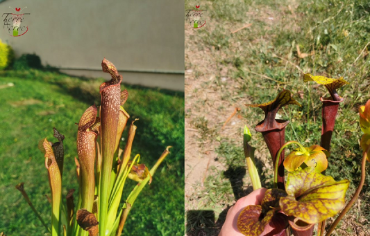 Graines sarracenia 2023 (SXF03 x SFA02) (23.128)