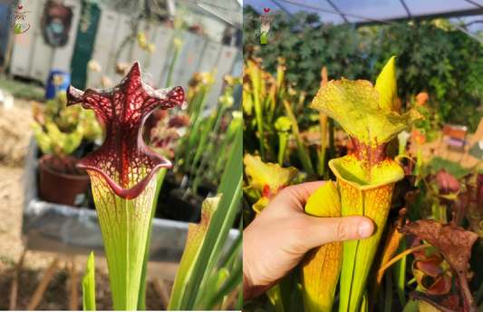 Graines Sarracenia 2023 (SXM06n x SXM18) (23.265)