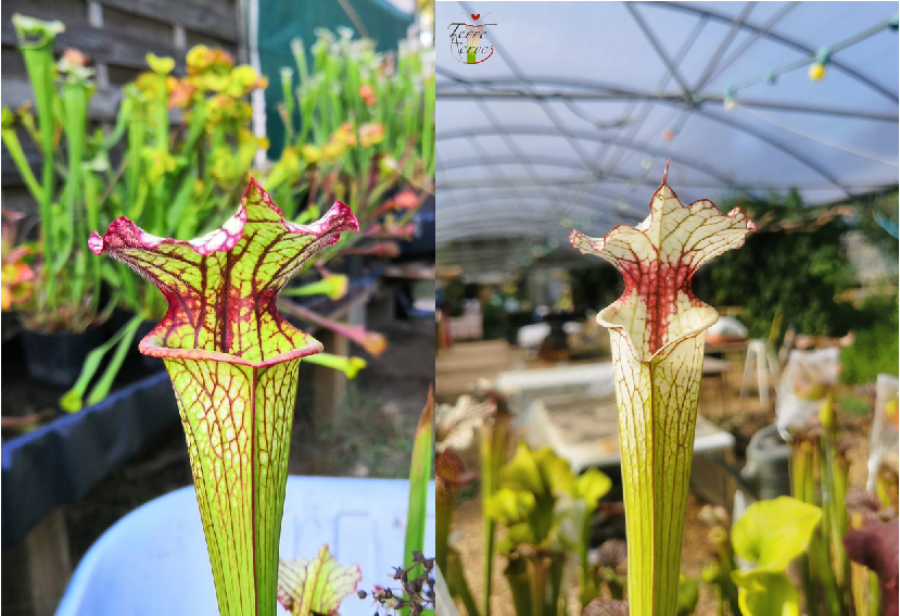 Graines Sarracenia 2023 (SX05 x SX31) (23.140)