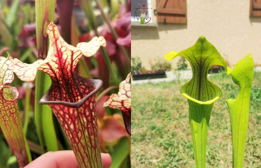 Graines Sarracenia 2023 (SX37a x SX38) (23.245)