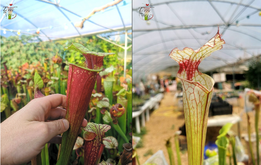 Graines Sarracenia 2023 *RARE* (SX25B x SX31) (23.226)