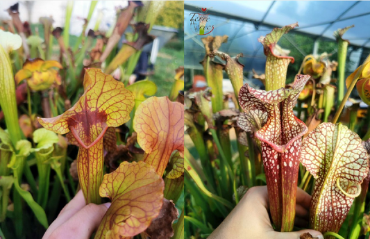 Graines Sarracenia 2023 (SX22d x SXM01) (23.209)