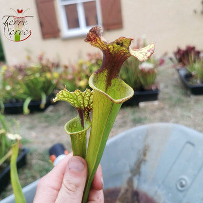 Sarracenia x (S. x moorei 'Leah Wilkerson' x S. x 'French Kiss')(Clone 01)