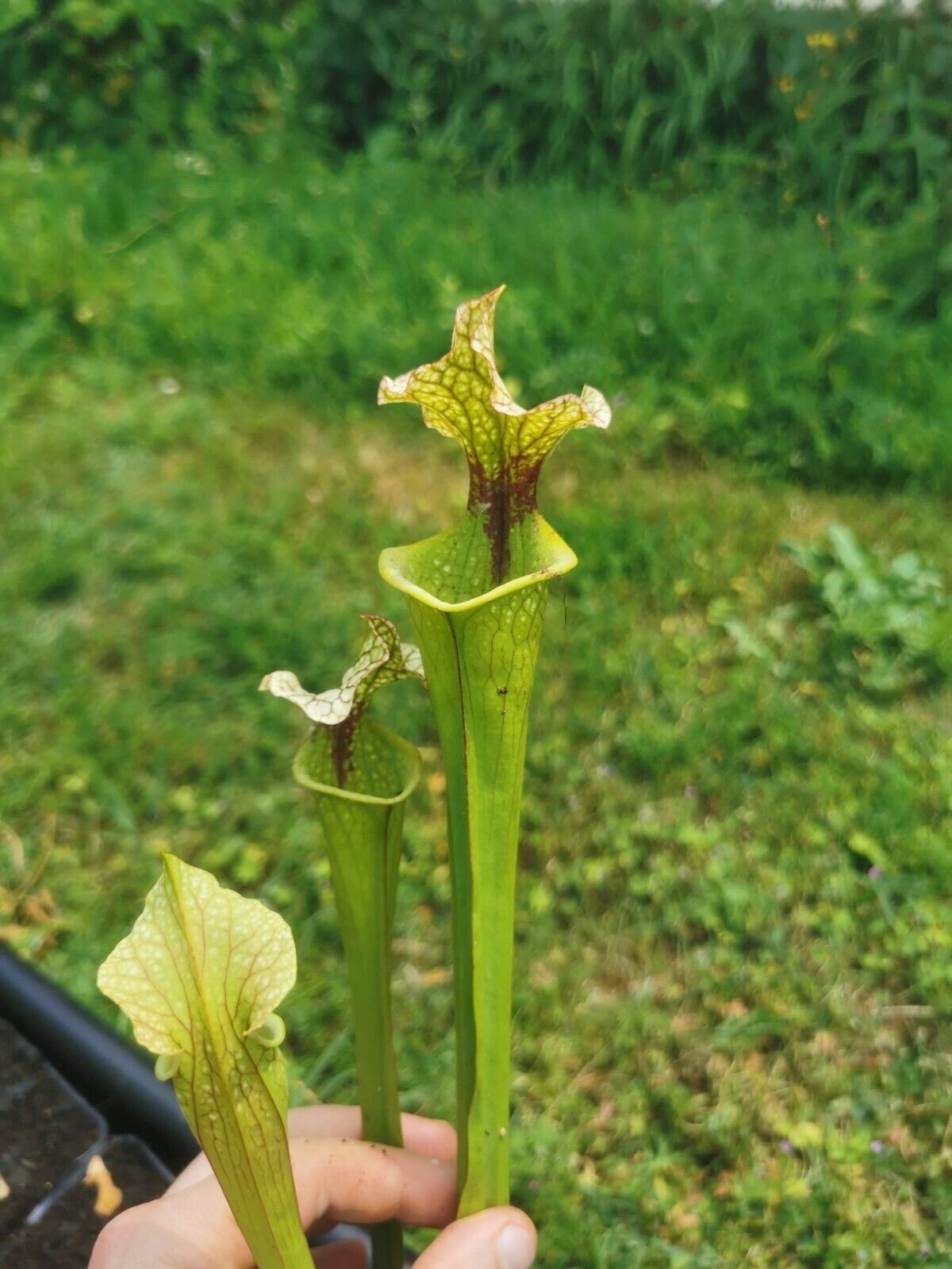 Sarracenia x (S. x moorei 'Leah Wilkerson' x S. x 'French Kiss')(Clone 01)