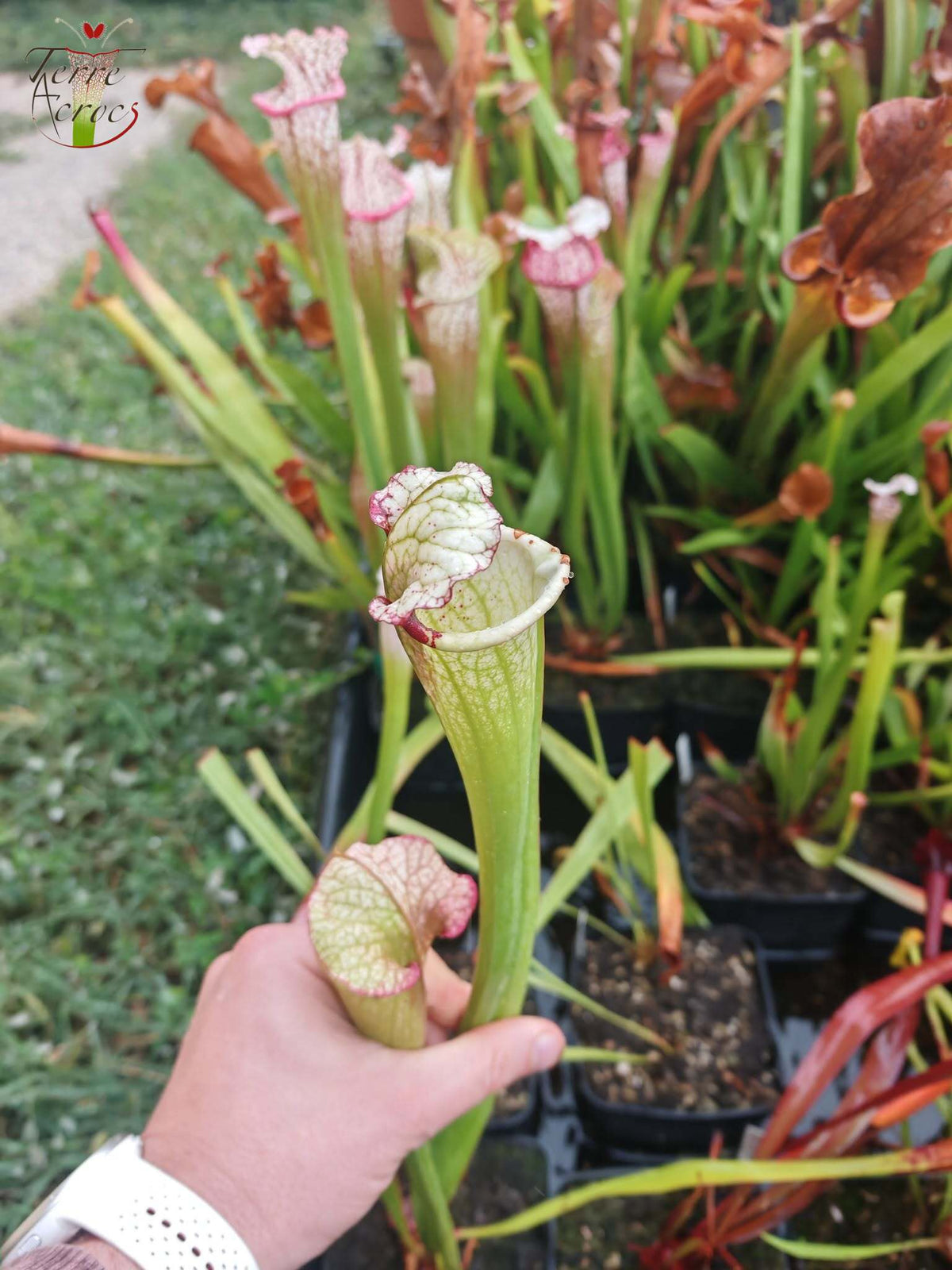 SXM27l Sarracenia x moorei -- 'Legacy' (‘Leah Wilkerson’ x ‘Adrian Slack’)