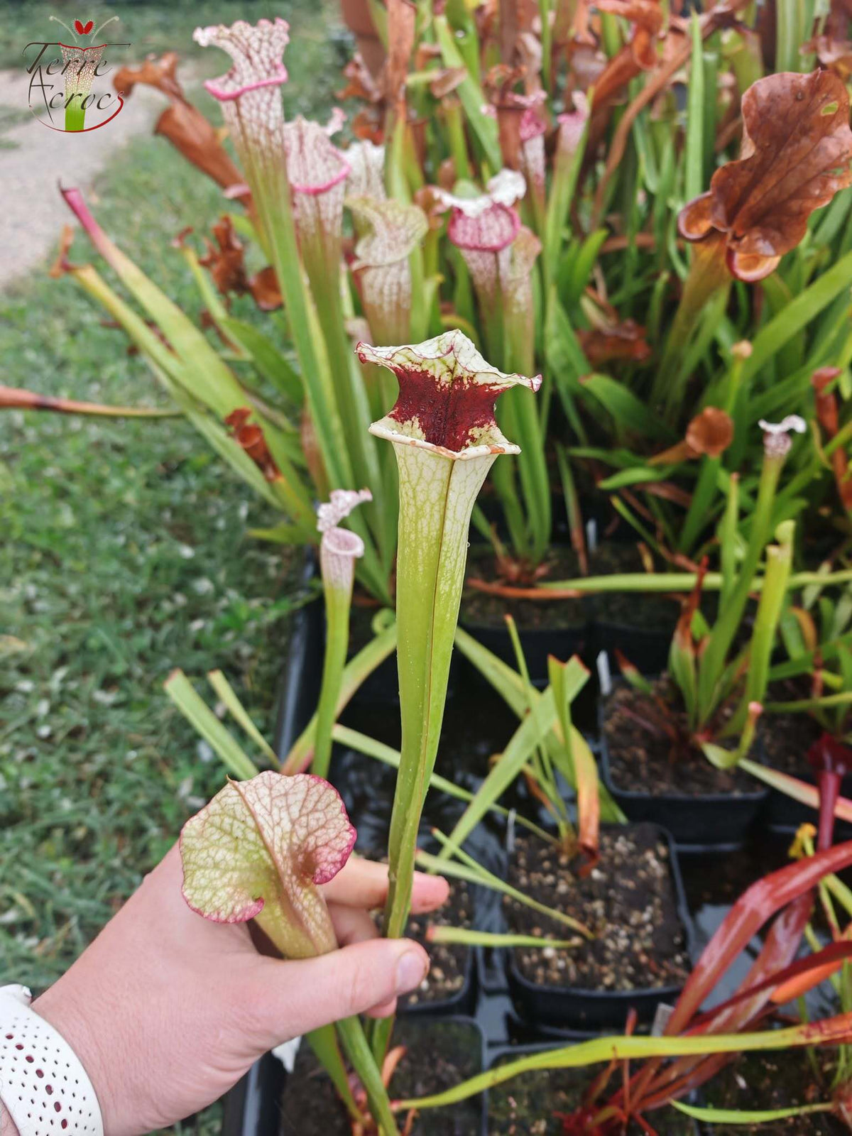 SXM27l Sarracenia x moorei -- 'Legacy' (‘Leah Wilkerson’ x ‘Adrian Slack’)
