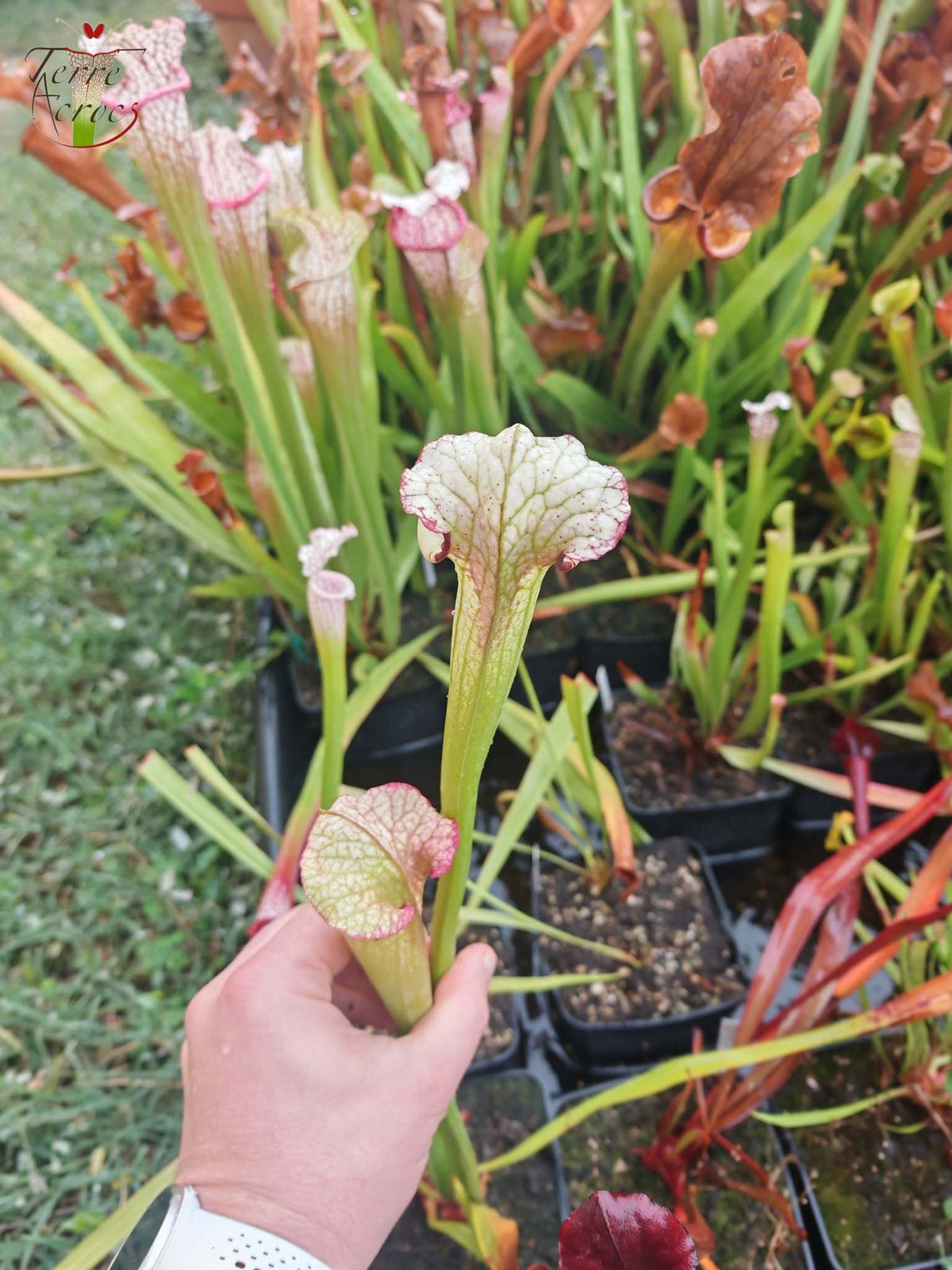 SXM27l Sarracenia x moorei -- 'Legacy' (‘Leah Wilkerson’ x ‘Adrian Slack’)