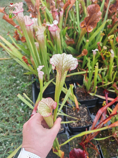 SXM27l Sarracenia x moorei -- 'Legacy' (‘Leah Wilkerson’ x ‘Adrian Slack’)