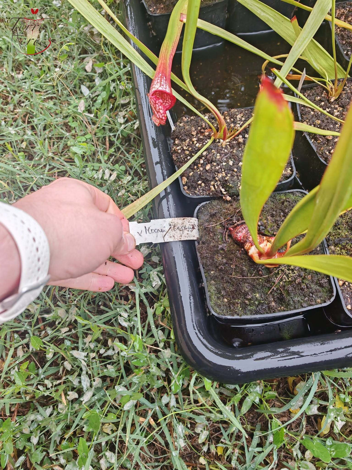 SXM27l Sarracenia x moorei -- 'Legacy' (‘Leah Wilkerson’ x ‘Adrian Slack’)