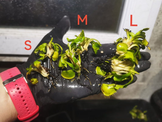 DM07 Dionaea muscipula -- "Wine Mouth"